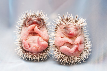 African hedgehog at home