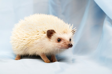 African hedgehog at home