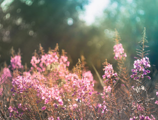 Flowers of fireweed in the soft sunlight of summer evening,  image with bokeh and filters. Ivan-tea (Epilobium) in meadow, summer mood with dark toning.