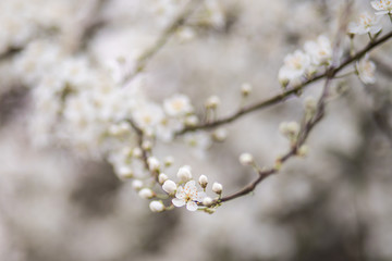 Frühling