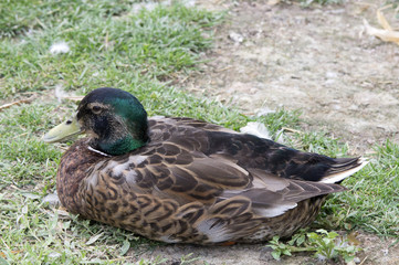 Canard Colvert mâle