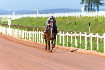Race Horses Training