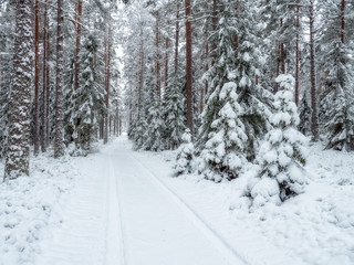 Spruce tree forest covered by fresh snow during winter Christmas time