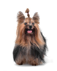 Yorkshire terrier on white background