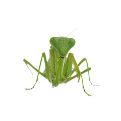 Female Praying Mantis on  white background