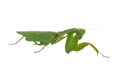 Female Praying Mantis on  white background