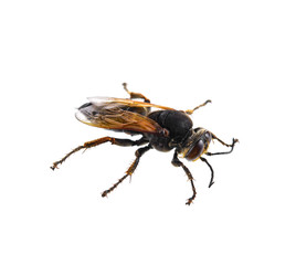 Wasp isolated on a white background