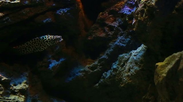 Corals and exotic marine fish. Ocean life. The Oceanarium of bangkok. Scene under water. Large aquarium. Wild nature. Tropical inhabitants