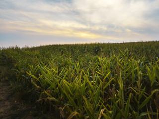 Green field planted with corn at sunset