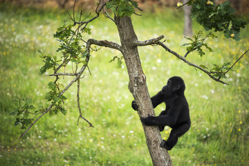 Young gorilla climbing the trunk of a tree