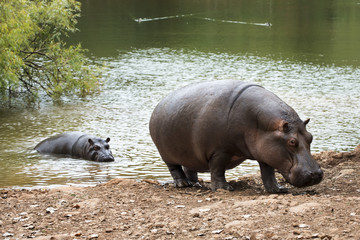 family of hippos coming out of green a lake