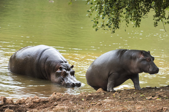 hippopotamus helping his calf to get out of the water