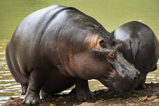 mom and baby hippo by the lake with green water