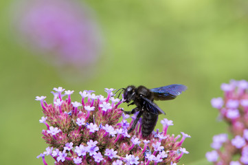 Abeille charpentière pratiquant le vol de nectar 