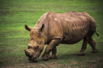 Obraz premium brown rhinoceros grazing