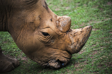 Obraz premium Close-up of a rhinoceros