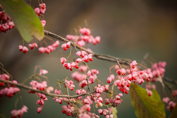 small pink flowers on tree