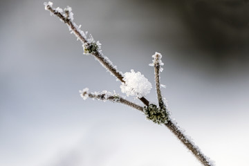 a twig of cherry in a garden covered with frozen snow early in the morning