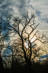 Silhouette of trees against sun at winter sunset, Slovakia forest, Europe