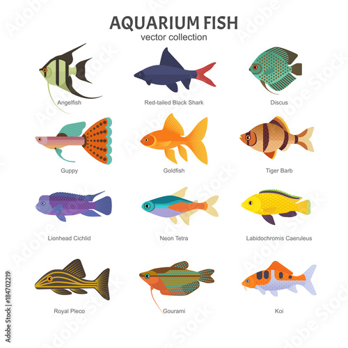 Aquarium Freshwater Fish Set Vector Ilration Of Diffe Types Aquarium Freshwater Fish Set Vector Ilration Of Diffe Types Such As Angelfish Red Tailed Black Shark Discus Guppy Goldfish
