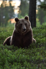 Brown bear sitting in the forest at sunset. Brown bear closeup in the forest.