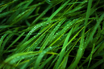 Fototapeta na wymiar Fresh green grass with dew drops close up. Water drops on the fresh grass after rain. Light morning dew on the green grass.