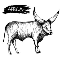 Hand drawn sketch style Watusi cattle. Vector illustration isolated on white background.