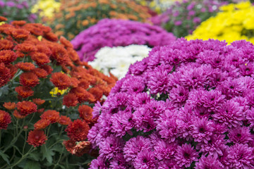 Fototapeta na wymiar Chrysanthemum flowers multicolored