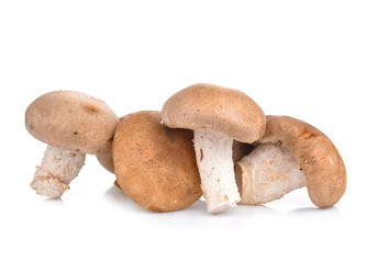 Shitake Mushrooms on white background