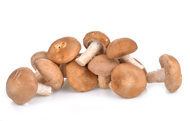 Shitake Mushrooms on white background