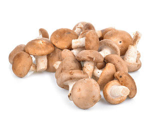 Shitake Mushrooms on white background