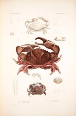 Illustration of a crab © ruskpp