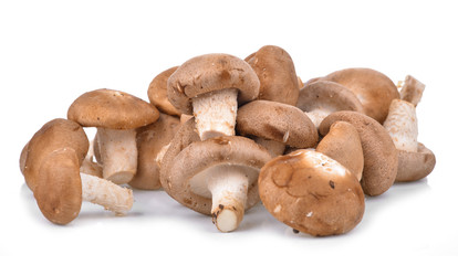 Shitake Mushrooms on white background
