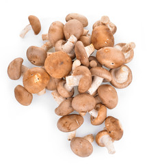 Shitake Mushrooms on white background