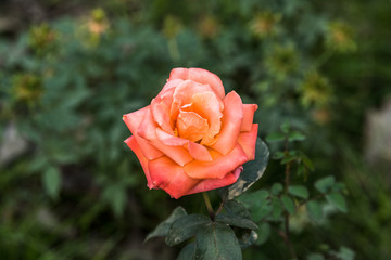 Peach Rose at Garden