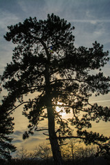 Silhouette of trees against sun at winter sunset, Slovakia forest, Europe