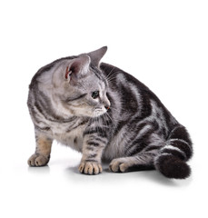 American Shorthair cat on white