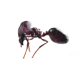 black ant isolated on white background