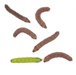 Worms isolated on white background.