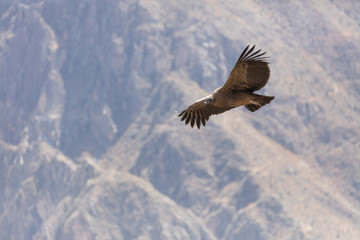 Condor flying  in Peru