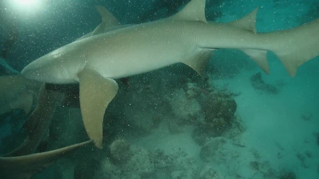 Night Dive With Nurse Shark In Maldives