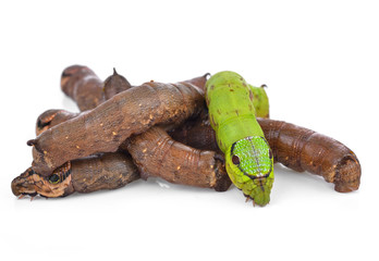 Worms isolated on white background.