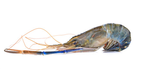 fresh shrimp from the farm for cooking on white background