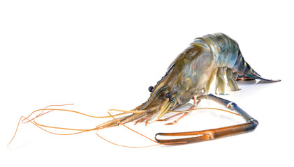 Shrimp isolated on the white background.
