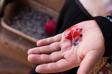 Cottony Cushion Scale