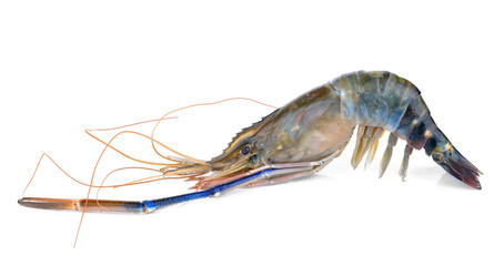 Shrimp isolated on the white background.