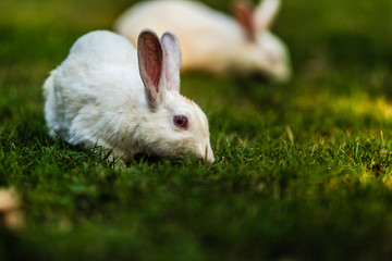 White Bunny eating grass