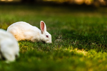 White Bunny eating grass