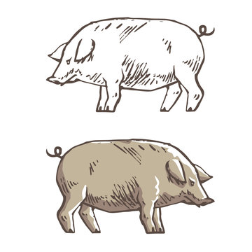 Vector illustration of pig in graphic style, hand drawing illustration.