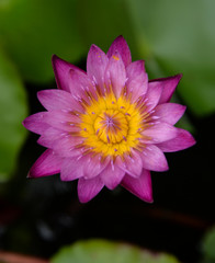 Pink lotus flower background
